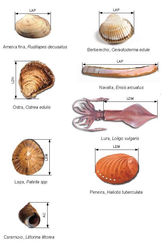 Xeito de medida de moluscos